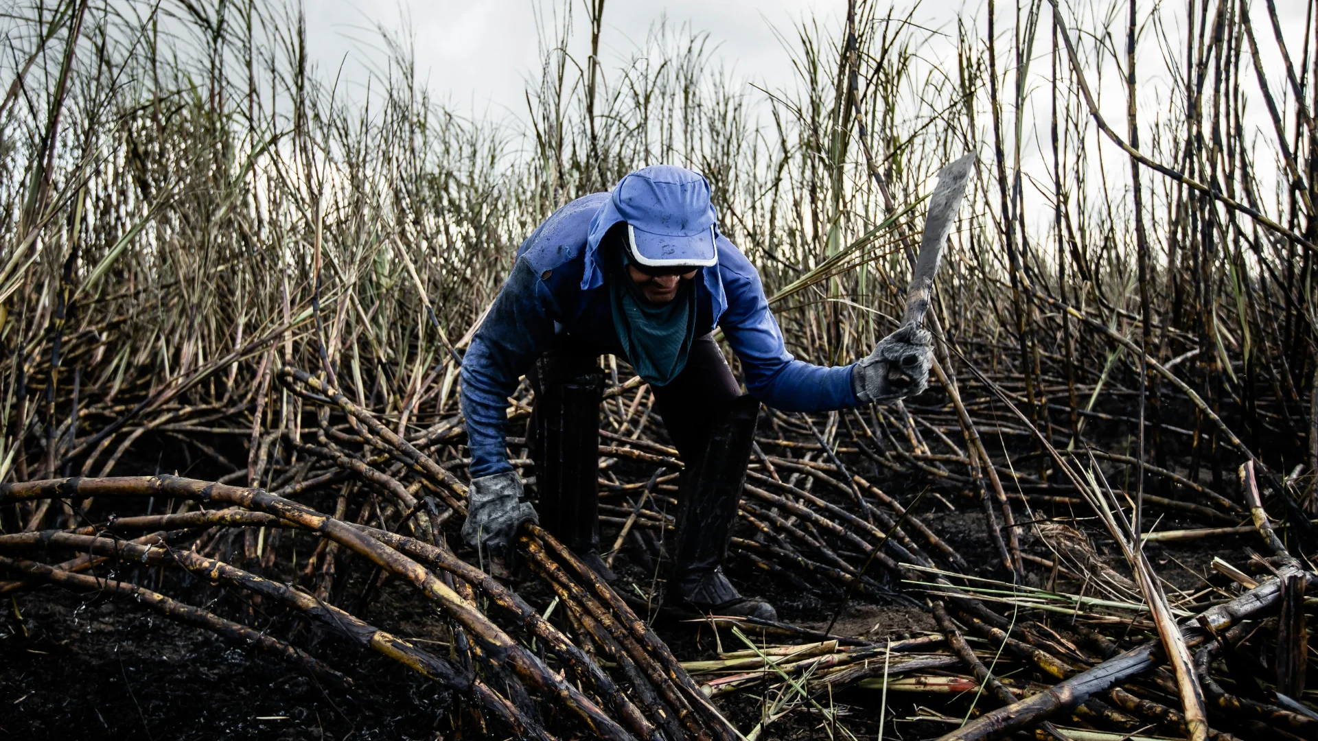 Trabajador cortando caña de azúcar con machete — la cachaza generada en los ingenios azucareros es materia prima orgánica subutilizada con alto valor agronómico