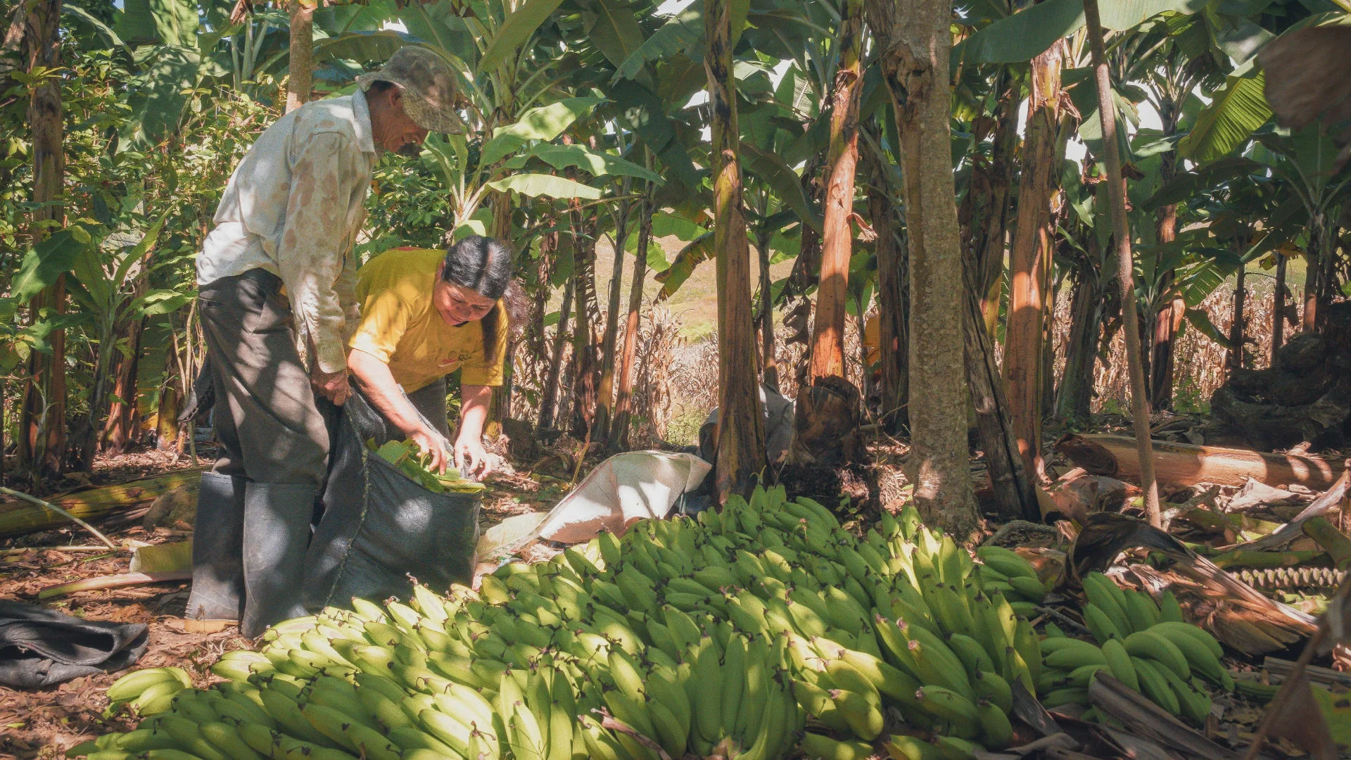Cosecha de musáceas dominicanas: banano orgánico certificado — la República Dominicana, líder mundial con 55% de producción orgánica en 2018 según FAO