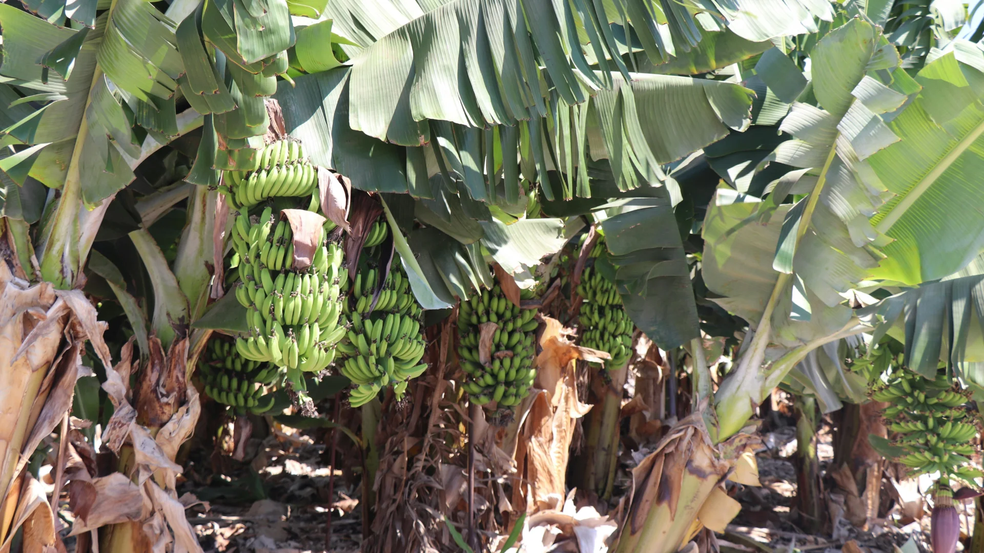 Plantación de banano en el Caribe tropical — historia económica de las musáceas dominicanas