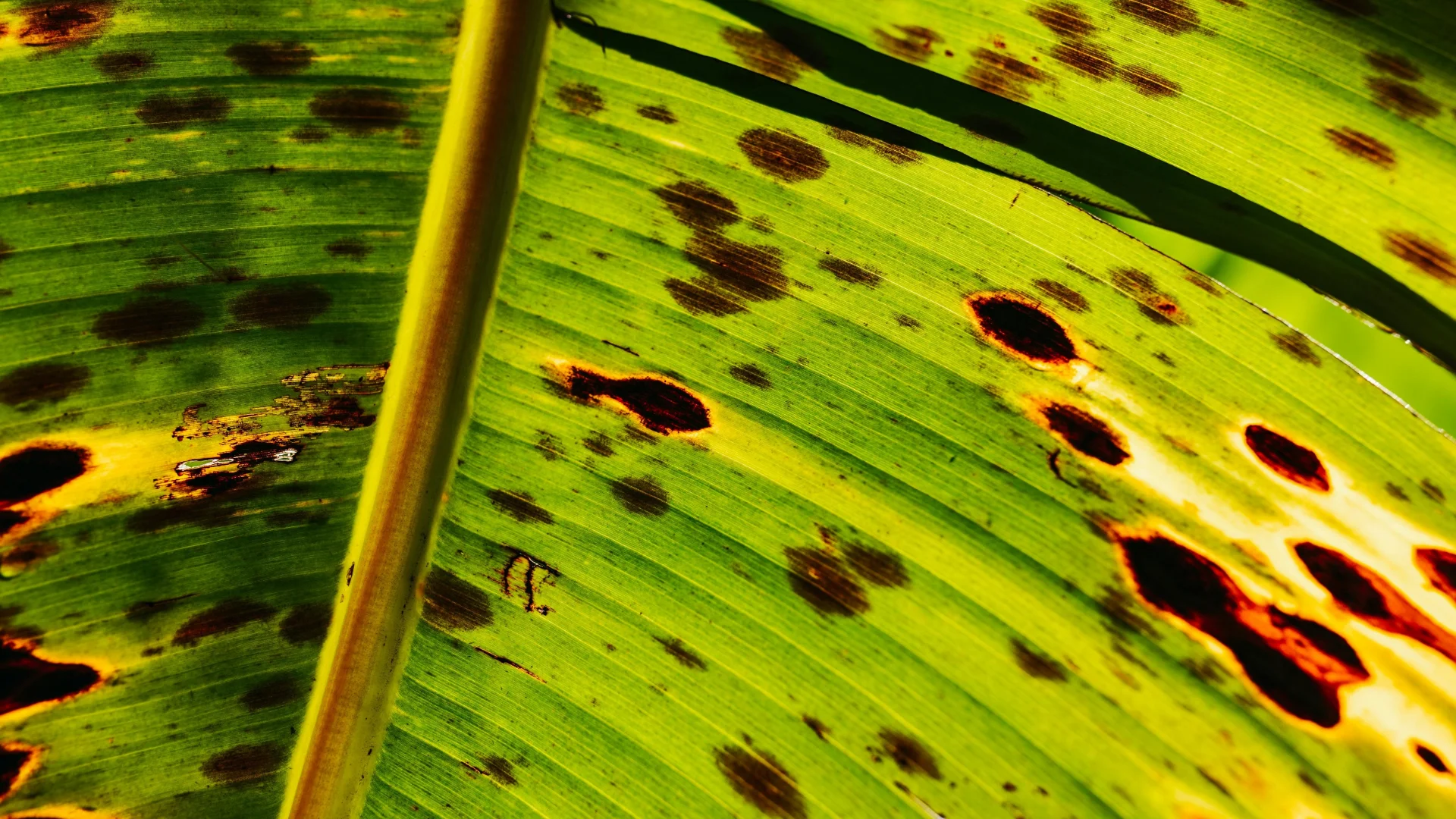 Sigatoka Negra en musáceas dominicanas — manchas foliares causadas por Mycosphaerella fijiensis, principal amenaza fitosanitaria desde 1996