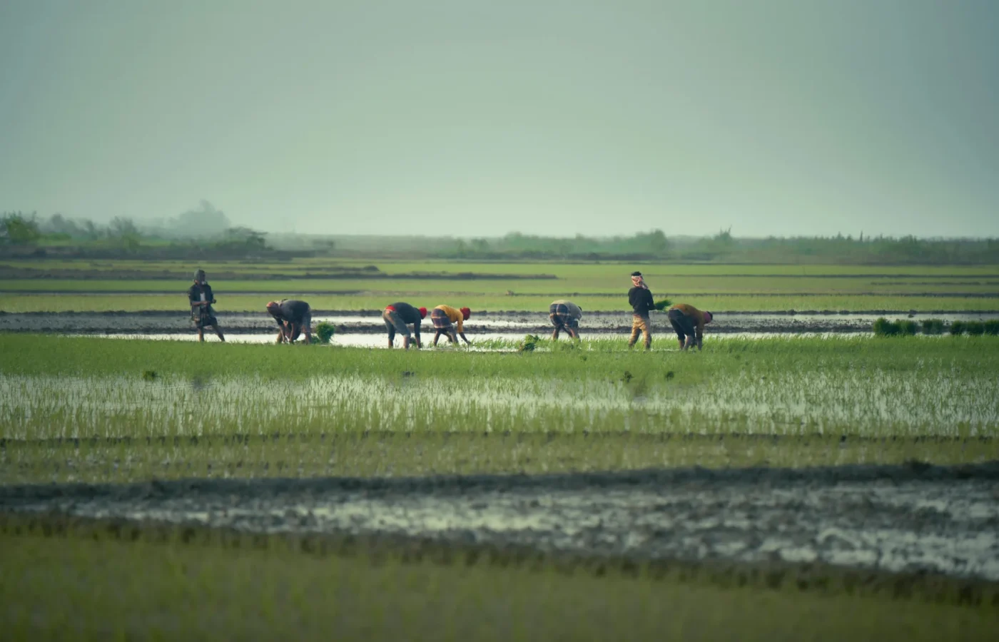 La cadena invisible: fertilizantes, geopolítica y el precio de producir alimentos en la República Dominicana
