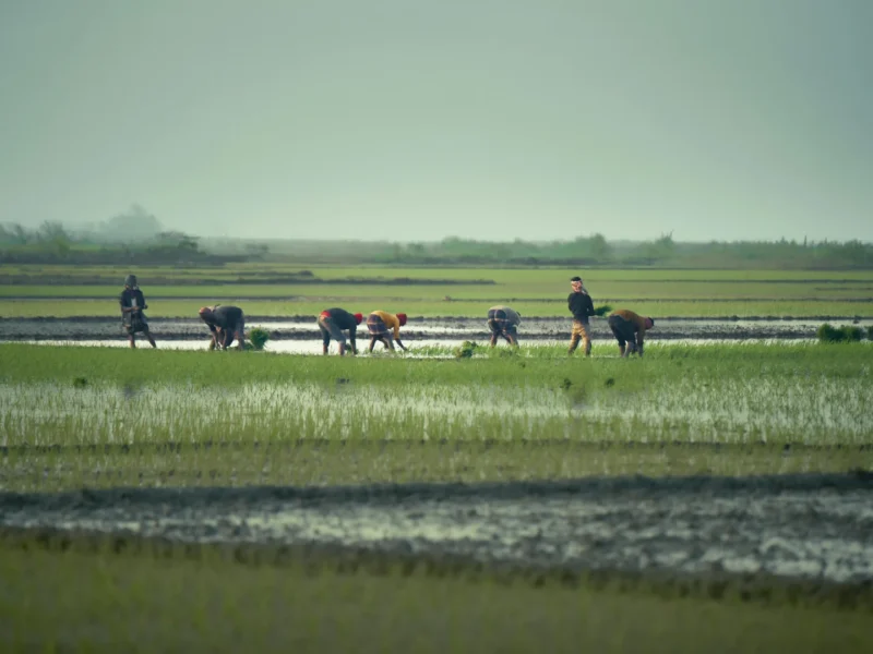La cadena invisible: fertilizantes, geopolítica y el precio de producir alimentos en la República Dominicana