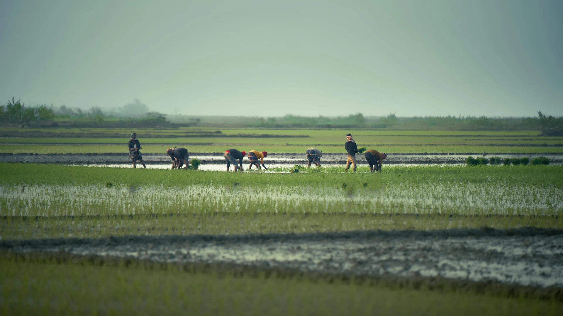 Agricultores trabajando en campos de arroz tropical — el arrozal dominicano alcanzó un récord histórico de 15 millones de quintales en 2025